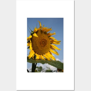 Bright and Colorful Kansas Sunflower Posters and Art